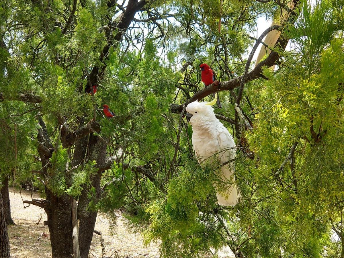 Cockatoo Cabin Голлс-Гап Екстер'єр фото