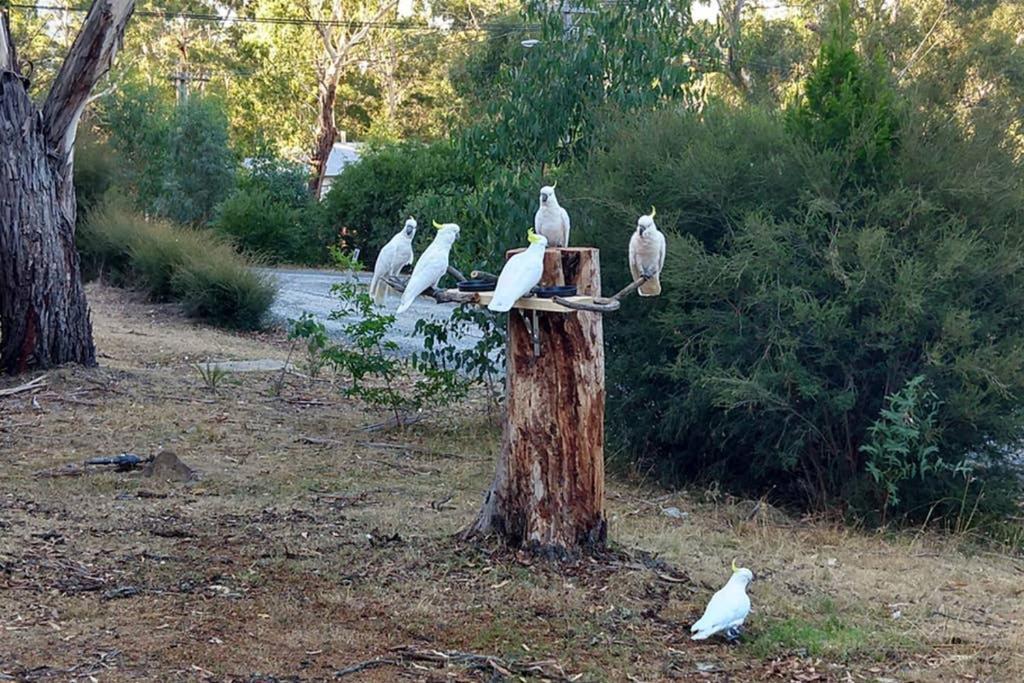 Cockatoo Cabin Голлс-Гап Екстер'єр фото